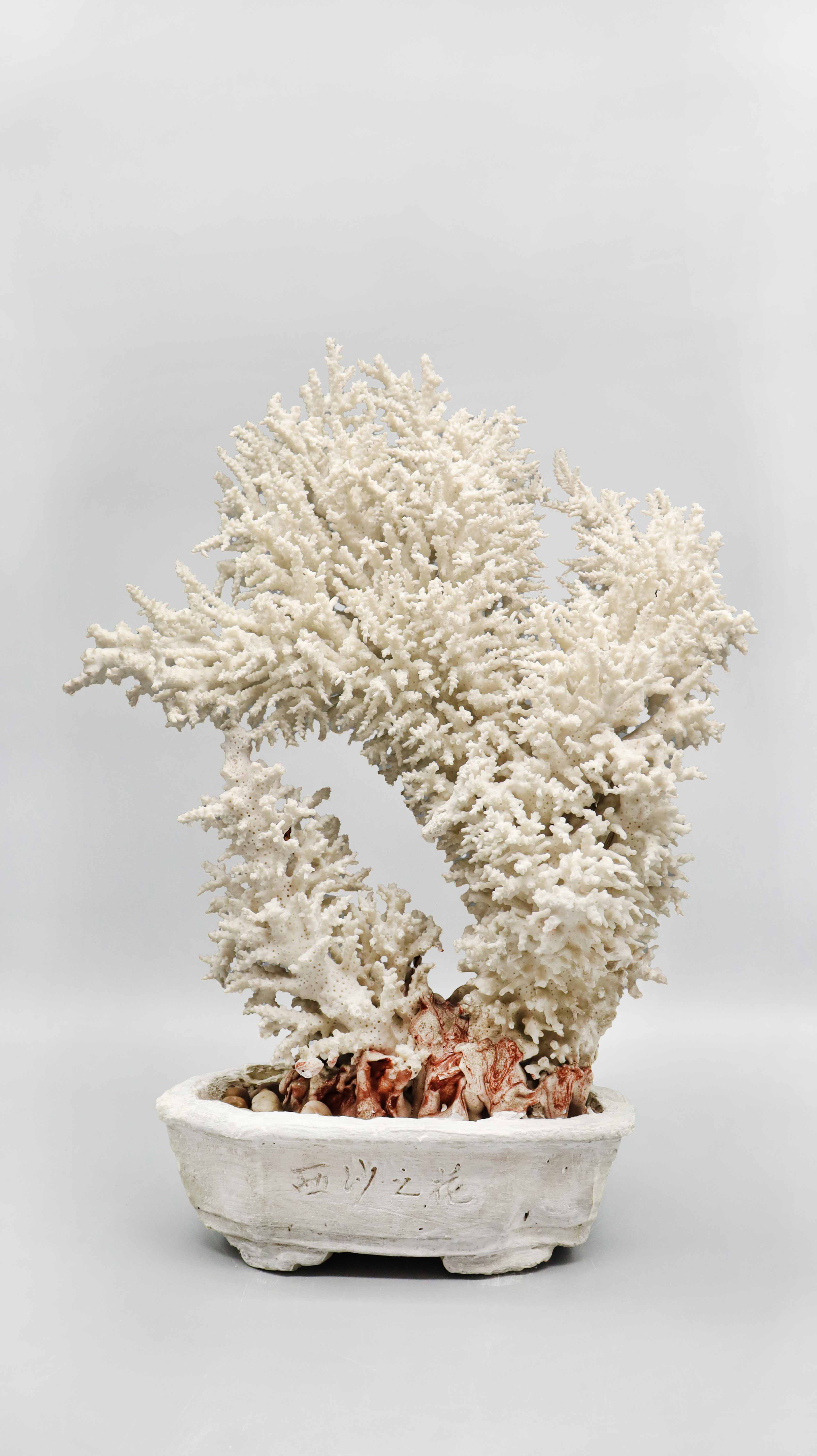 现代 西沙之花 精品.jpg